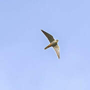 Eurasian Hobby