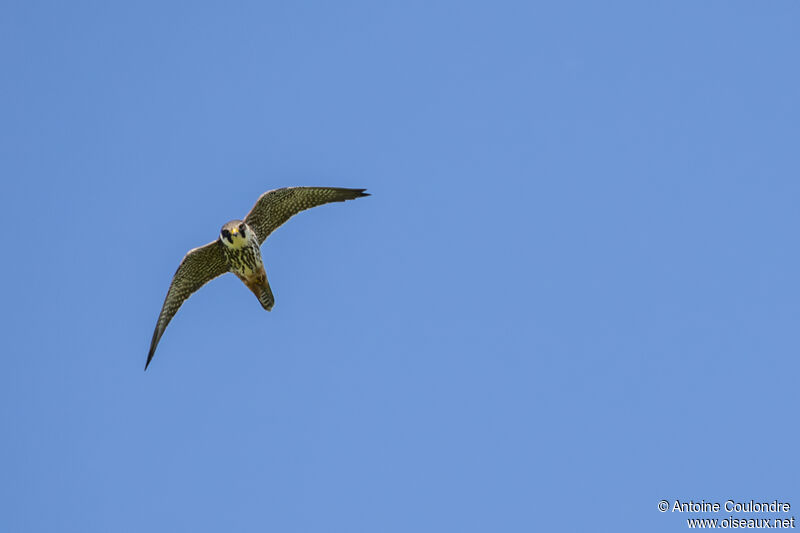 Eurasian Hobbyadult, Flight