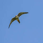 Eurasian Hobby