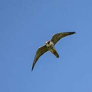 Eurasian Hobby