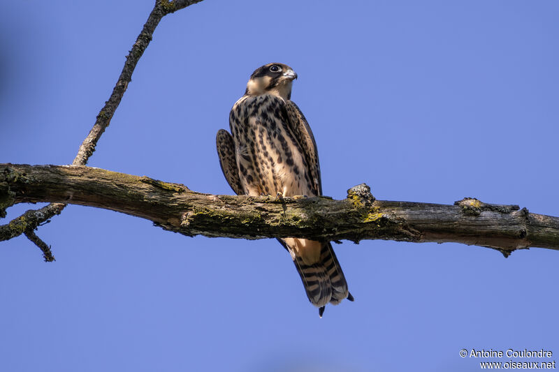 Eurasian Hobbyjuvenile