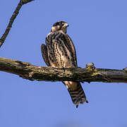 Eurasian Hobby