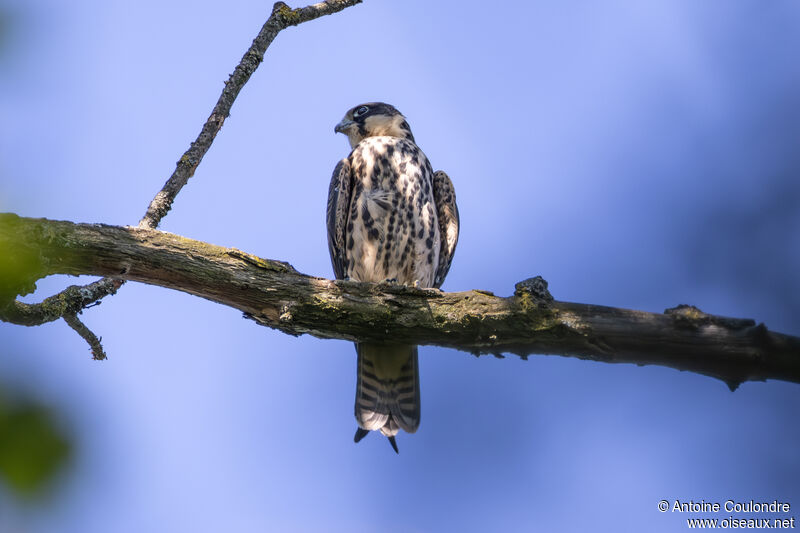 Eurasian Hobbyjuvenile