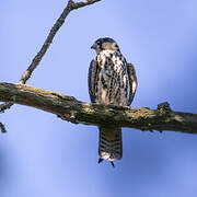 Eurasian Hobby