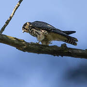 Eurasian Hobby