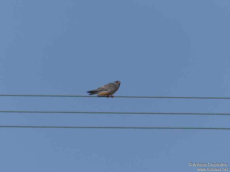 Red-footed Falconadult