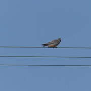 Red-footed Falcon