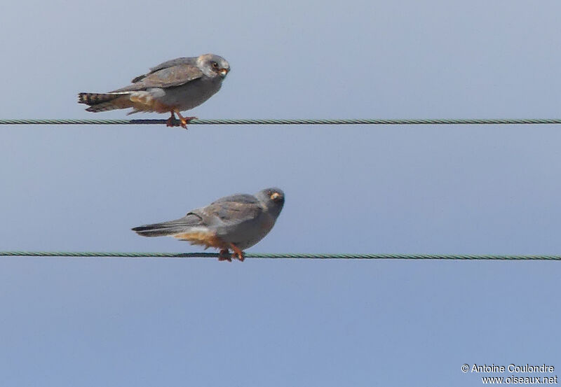 Red-footed Falcon