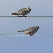 Red-footed Falcon