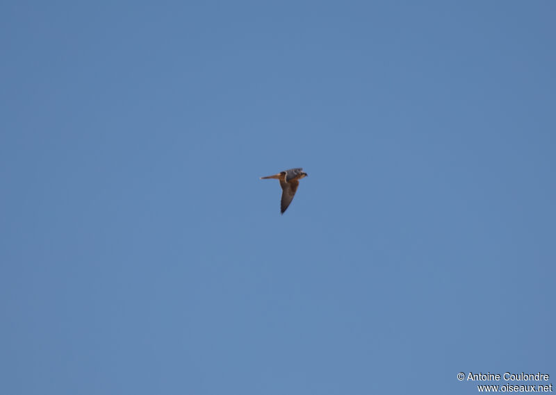 Lanner Falconadult, Flight