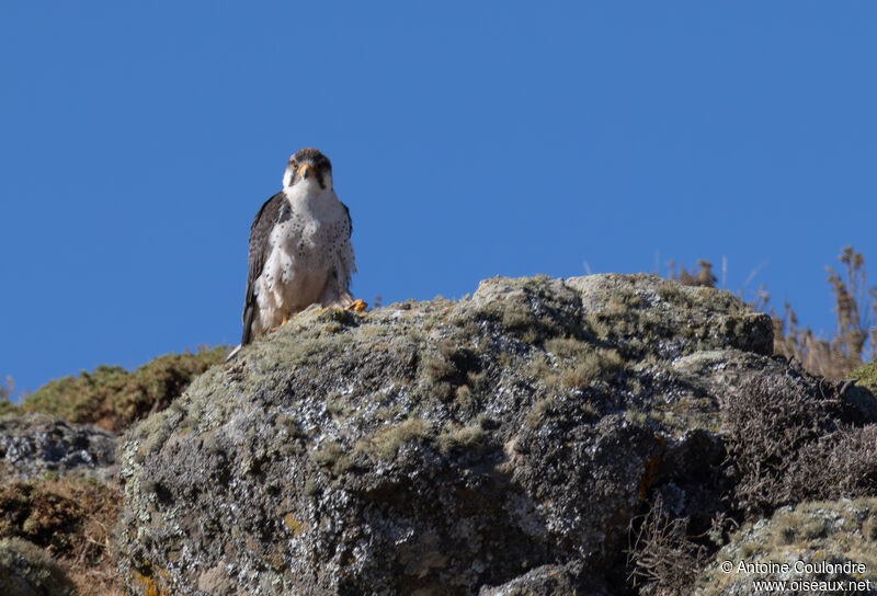 Lanner Falconadult