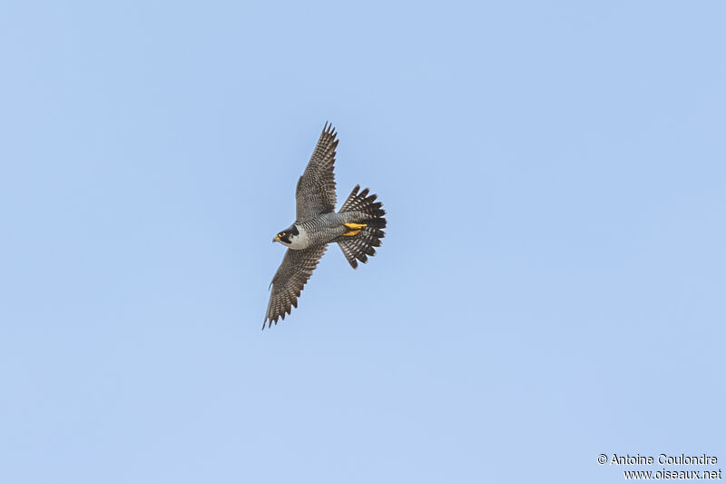 Peregrine Falcon female adult, Flight