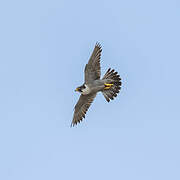 Peregrine Falcon