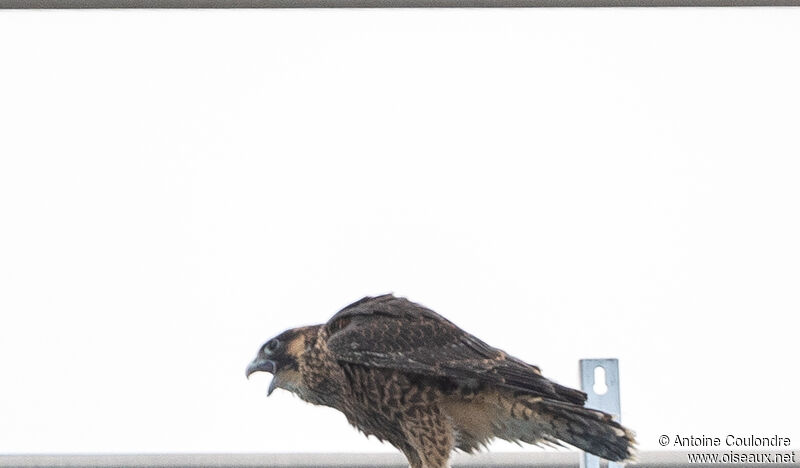 Peregrine Falconjuvenile