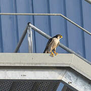 Peregrine Falcon