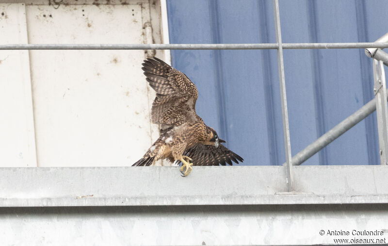 Peregrine Falconjuvenile