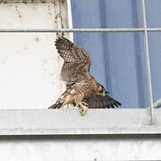 Peregrine Falcon