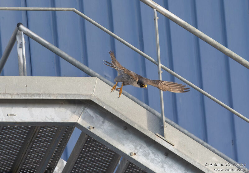 Peregrine Falcon male adult