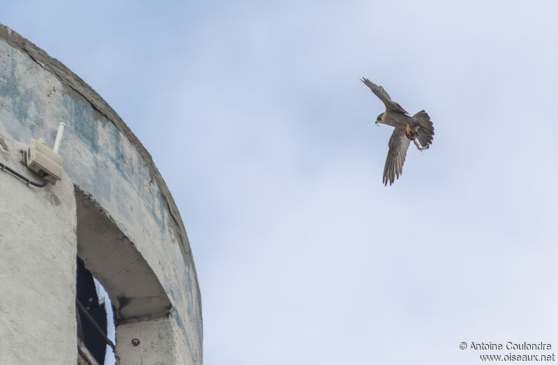 Peregrine Falconadult, fishing/hunting