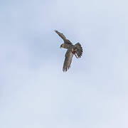 Peregrine Falcon