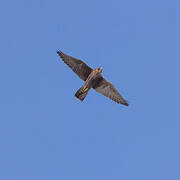 Peregrine Falcon