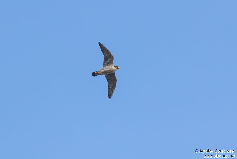 Peregrine Falcon male adult breeding, Flight