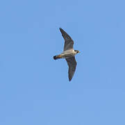 Peregrine Falcon