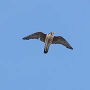 Peregrine Falcon