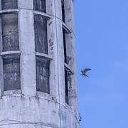 Peregrine Falcon