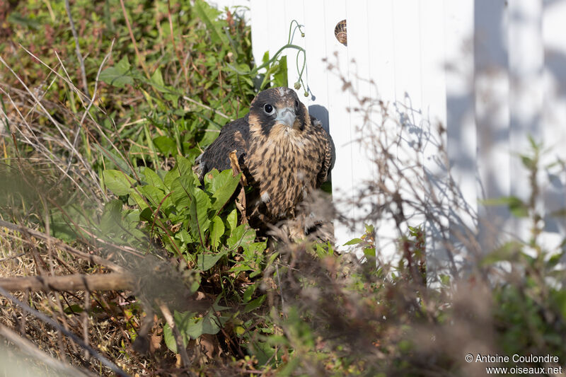 Peregrine Falconjuvenile