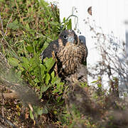 Peregrine Falcon