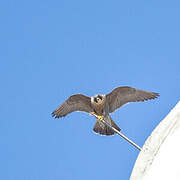 Peregrine Falcon