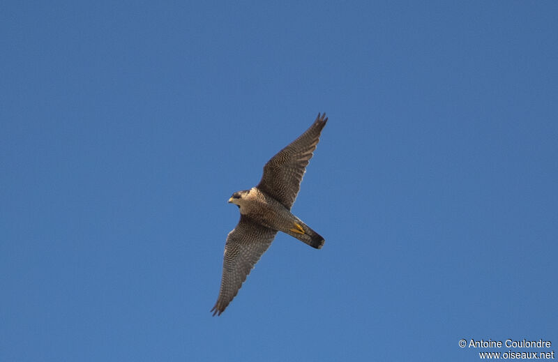 Peregrine Falconadult, Flight