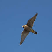 Peregrine Falcon