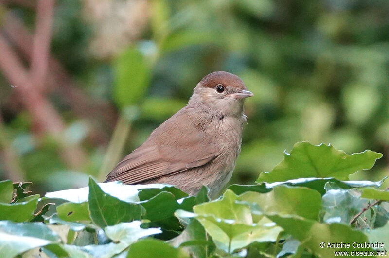 Eurasian Blackcap female adult breeding