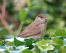 Eurasian Blackcap