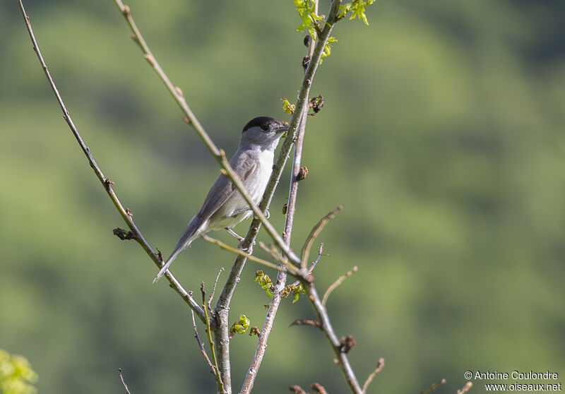 Eurasian Blackcap male adult breeding