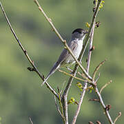 Eurasian Blackcap