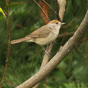 Eurasian Blackcap