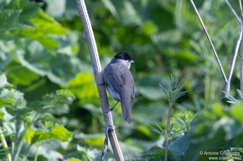 Eurasian Blackcap male adult breeding