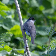 Eurasian Blackcap