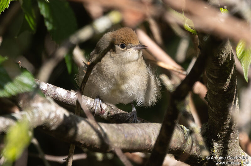 Eurasian Blackcap female adult