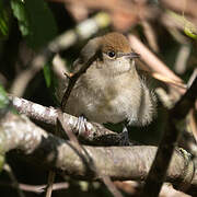 Eurasian Blackcap