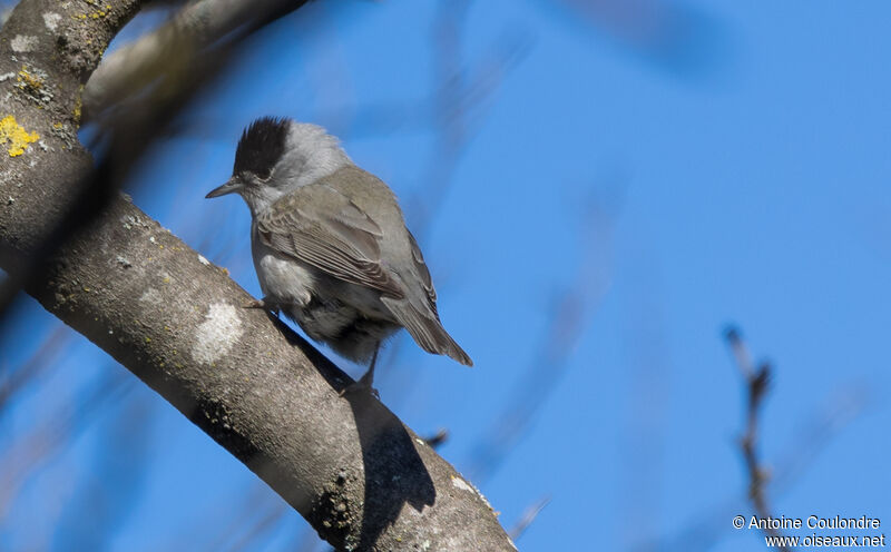 Eurasian Blackcap male adult