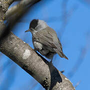 Eurasian Blackcap