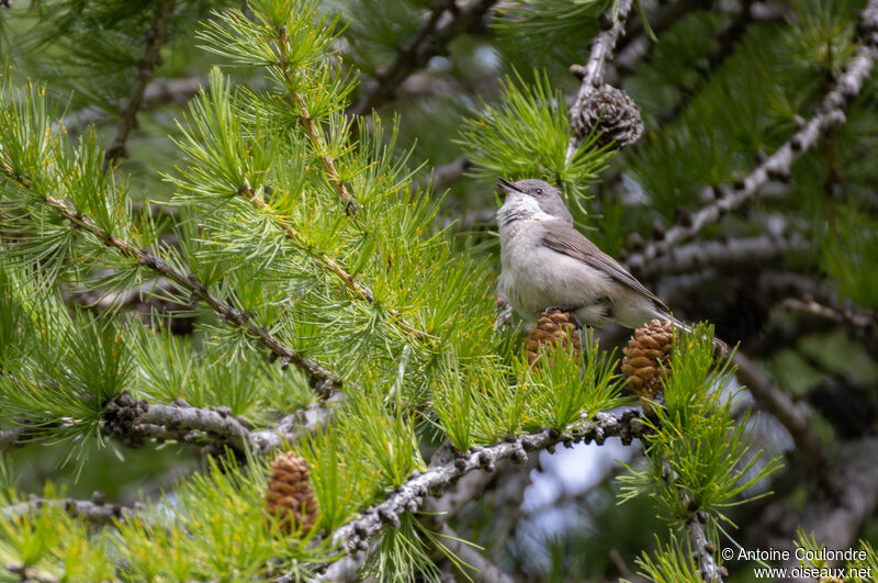 Lesser Whitethroat male adult breeding, song