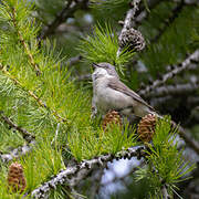 Lesser Whitethroat