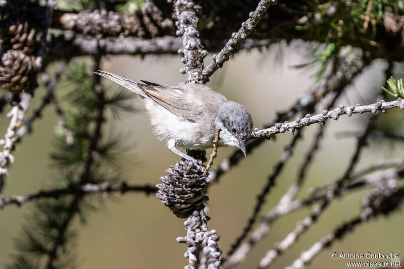 Lesser Whitethroat