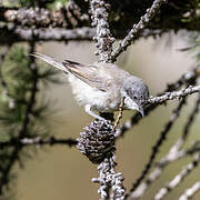 Lesser Whitethroat