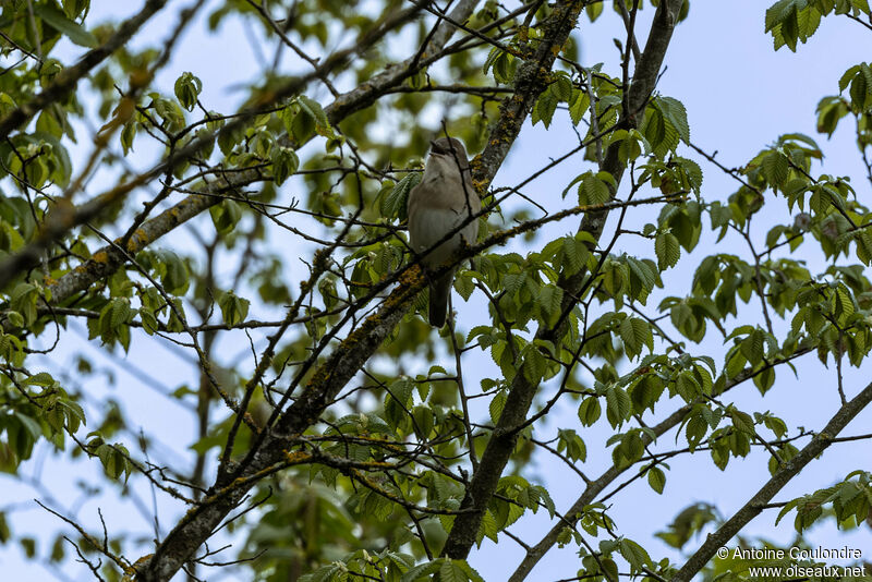 Fauvette des jardins mâle adulte nuptial